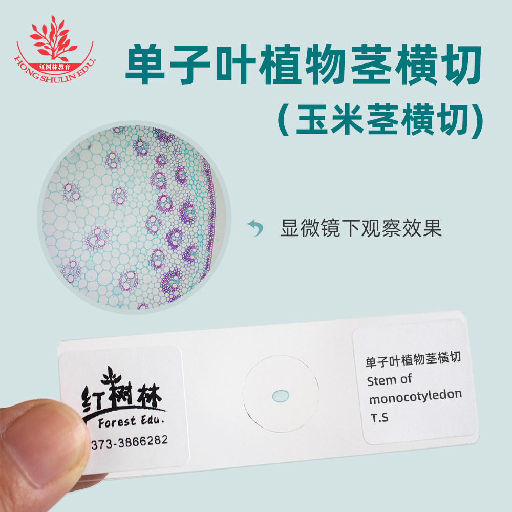 单子叶植物茎横切玉米植物茎横切生物显微镜观察玻片实验显微玻片