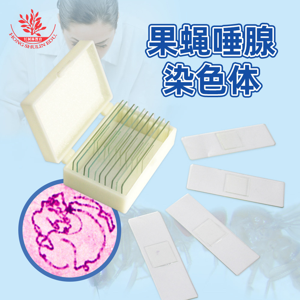 果蝇唾腺染色体装片高教医学研究用生物遗传学教学玻片厂家直销