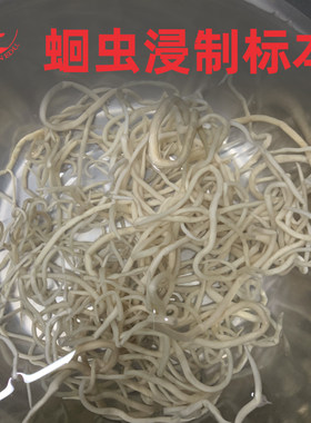 蛔虫浸制标本实验材料解剖材料