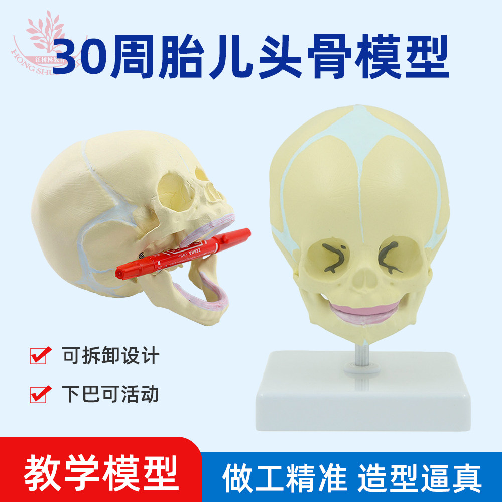 30周胎儿大小胎儿头骨模型PVC材质医学院教学展示演示用可放桌上,文具电教/文化用品/商务用品,教学仪器/实验器材,淘宝优惠券,粉丝福利购,淘宝优惠卷
