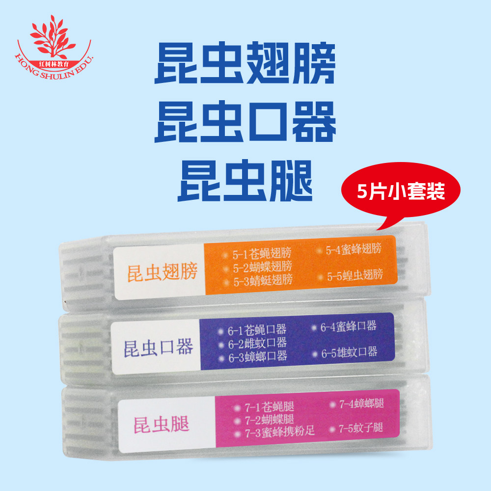 15片昆虫类儿童显微镜标本少儿益智科普玩具高透玻璃生物切片标本图片