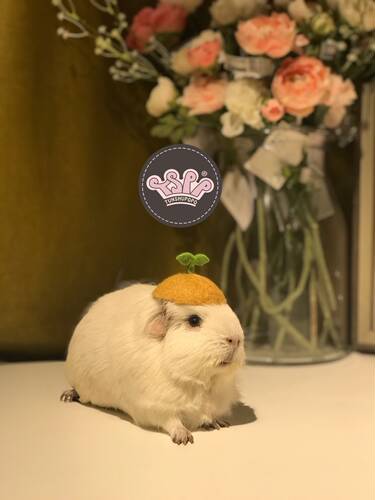 tspp豚鼠婆婆拍摄道具头饰荷兰猪