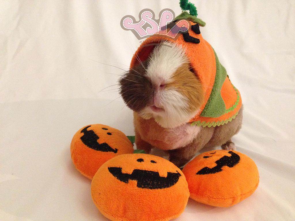 TSPP 【万圣节南瓜装斗篷】豚鼠婆婆 荷兰猪4脚衣变身装