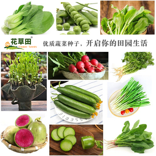 菜籽菜种大全 四季播种速生菜种子大全 籽子阳台农家蔬菜种孑黄瓜