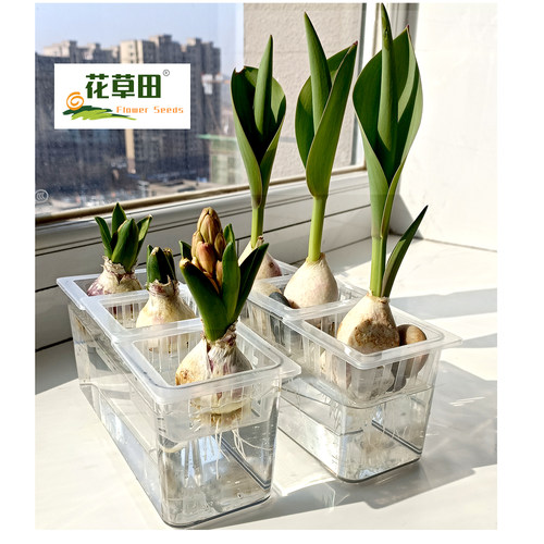 PET透明花盆水培无孔种郁金香盆