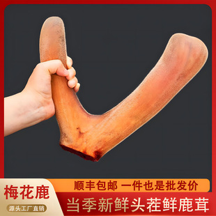 鲜鹿茸头茬梅花鹿整根泡酒专用正品 片新鲜带血整枝鹿茸片