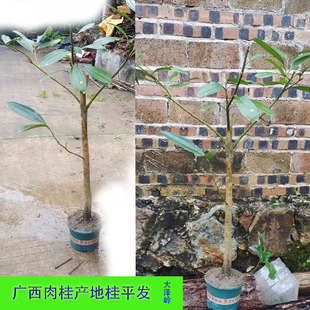 肉桂树树苗盆景老桩肉桂苗玉桂苗桂皮树苗高山紫油桂树香料药材苗