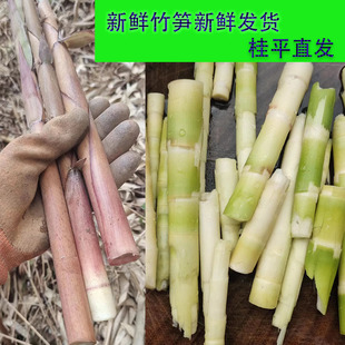 野生苦笋新鲜春笋新鲜现挖竹笋嫩笋新鲜带壳时令蔬菜苦竹笋包邮