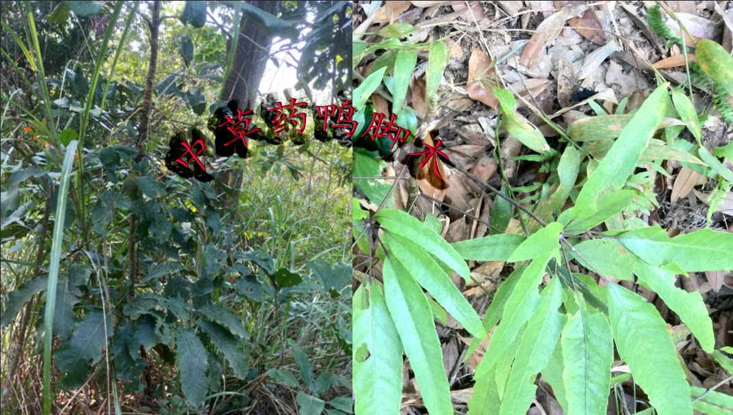 深山野外中草药鸭脚木苗三叉苦苗八叶苗盆栽绿植药材观赏三桠苦