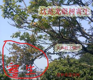酸梅树寄生树龙眼树拐枣树肉桂树寄生松树寄生漆树寄生各种寄生树