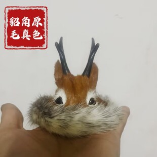 动物模型仿真鹿头帽鹿角饰品摆件拍摄道具鄂伦春族狍角帽纪念品