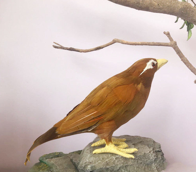 仿真模型仿真画眉鸟塑料泡沫羽毛