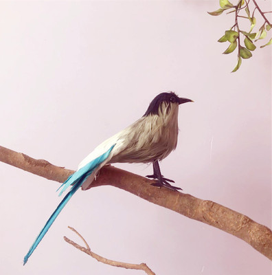 动物模型仿真鸟灰喜鹊杜鹃羽毛小鸟摄影教科道具舞台背景场景装饰