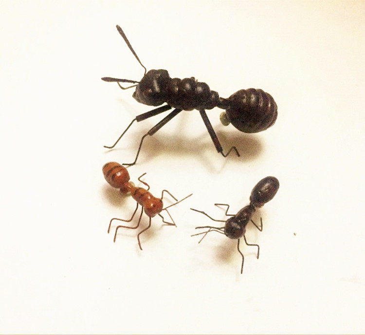 仿真昆虫 蚂蚁 磁铁装饰品 场景布置 教育用品 整人玩具