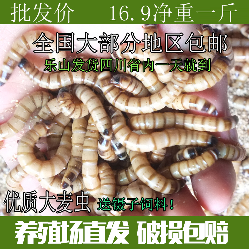 大麦虫活虫500g鲜活面包虫黄粉虫金龙鱼饲料活体画眉鸟八哥食虫子