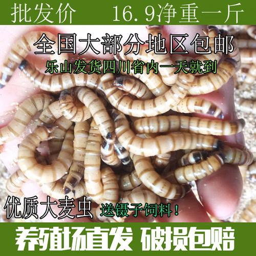大麦虫活虫500g鲜活面包虫黄粉虫金龙鱼饲料活体画眉鸟八哥食虫子 - 封面