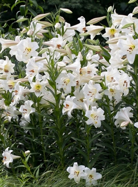 现货进口香水百合种球多头lo铁炮百合大球卡里白特里盆栽地栽