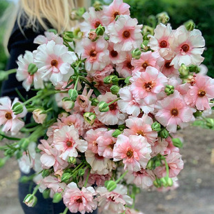 新球现货花毛茛蝴蝶花毛茛种球多年生观花球芹叶牡丹洋牡丹裸根