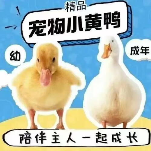 网红鸭活苗小黄鸭科尔鸭活体鸭子