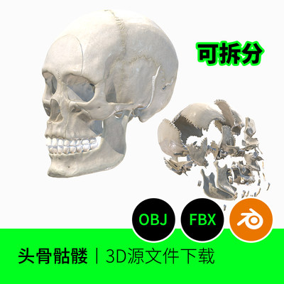 骨头骷髅医学拆分3D三维模型素材文件FBX+OBJ下载blender建模449