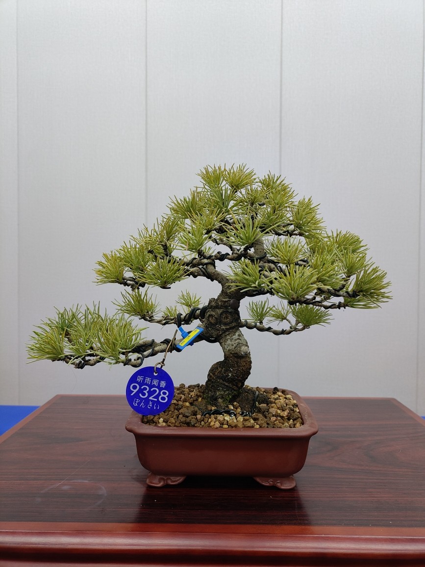 今代司 迎客松 日本五针松盆景盆栽庭院露台绿植办公桌茶台