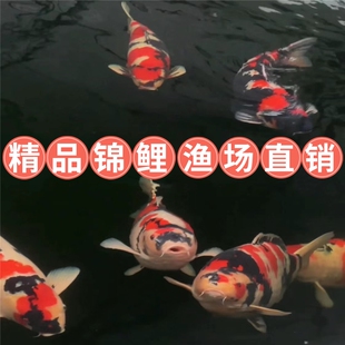 进口高端锦鲤日本纯种锦鲤大型红白昭和大正三色锦鲤淡水鱼风水锦