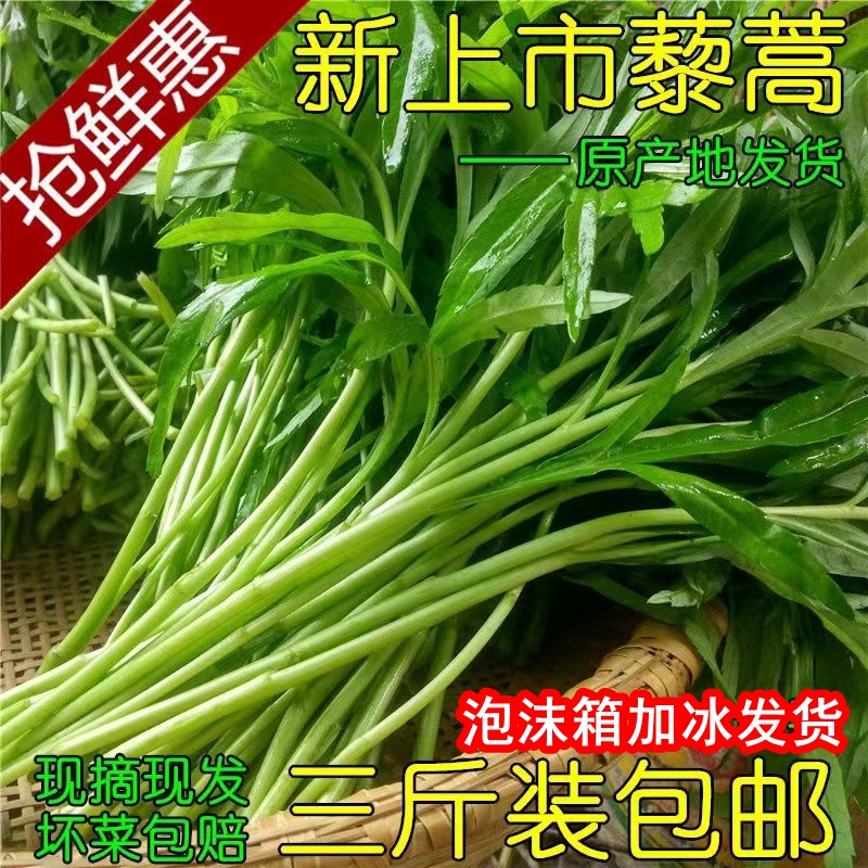 芦蒿黎蒿现摘现发无添加