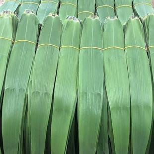 210片新鲜粽叶现摘芦苇叶端午节包粽子叶子手工挑选芦苇叶子
