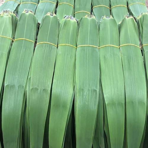 210片新鲜粽叶现摘芦苇叶端午节包粽子叶子手工挑选芦苇叶子