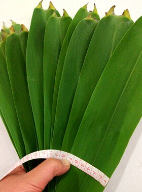 芦苇叶手工挑选精选新鲜