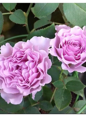 蜻蜓 日月月季强香波浪边必种紫色灌木阳台盆栽花卉