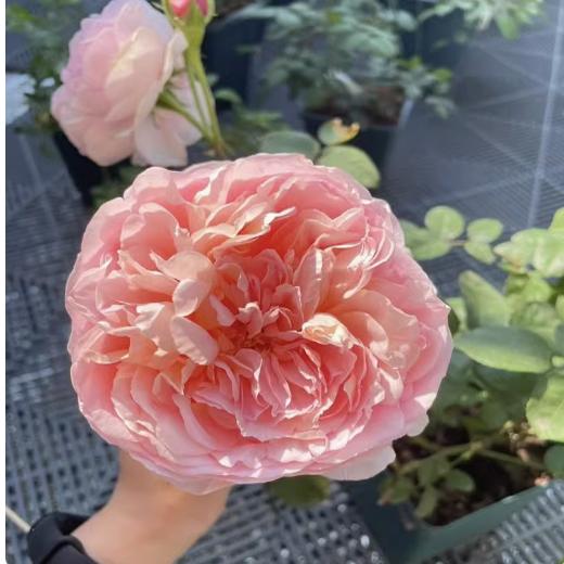 舍农索城堡女人月季花苗