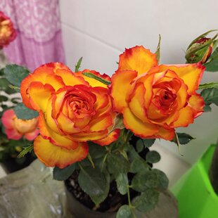 埃斯托里尔/火焰 阳台微型月季玫瑰花苗四季开花多头植株矮小易养