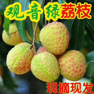 2026新鲜合江观音绿荔枝鲜采桂花味现摘老树四川泸州非妃子笑带绿