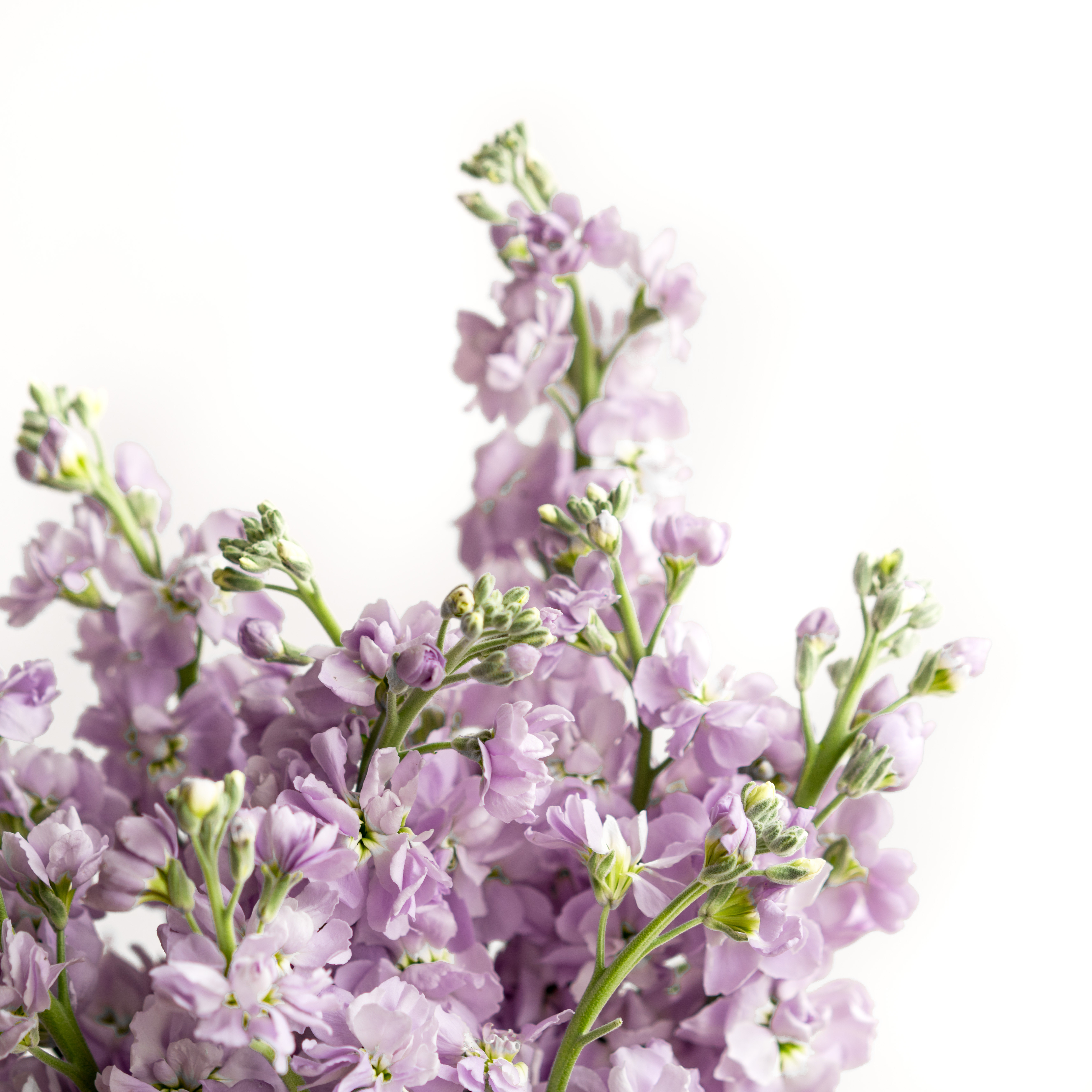 紫罗兰鲜花应季上市云南直发昆明斗南基地航空速递直批家庭水养花