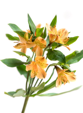 水仙百合鲜花进口六出花橙色云南基地昆明航空直发家庭水养插花束