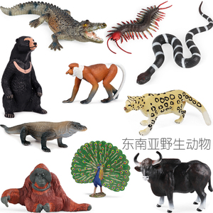 东南亚野生动物孔雀云豹长鼻猴