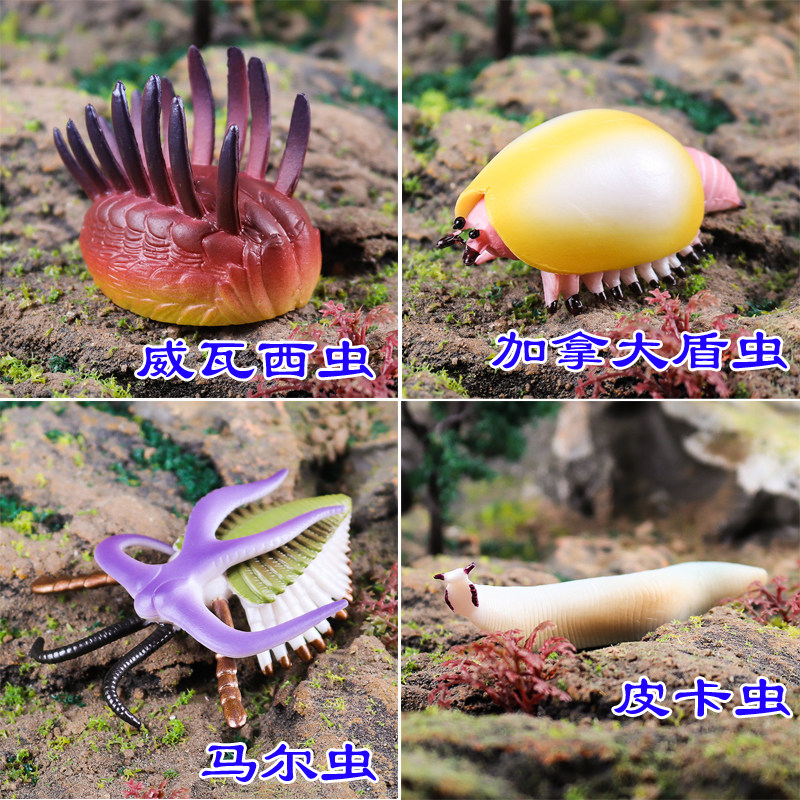 硬塑料马尔三叶形虫威瓦西虫加拿大盾虫皮卡虫寒武纪生物模型玩具