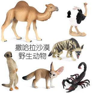 撒哈拉沙漠野生动物仿真模型耳廓狐细尾獴杀人蝎条纹鬣狗科普玩具