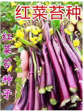 高产红菜苔种子红色四九菜心种子农家阳台盆栽菜籽蔬菜种子