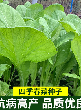 四季甜春菜种子香芥菜春季家庭菜园阳台盆栽新人易种蔬菜种籽菜种