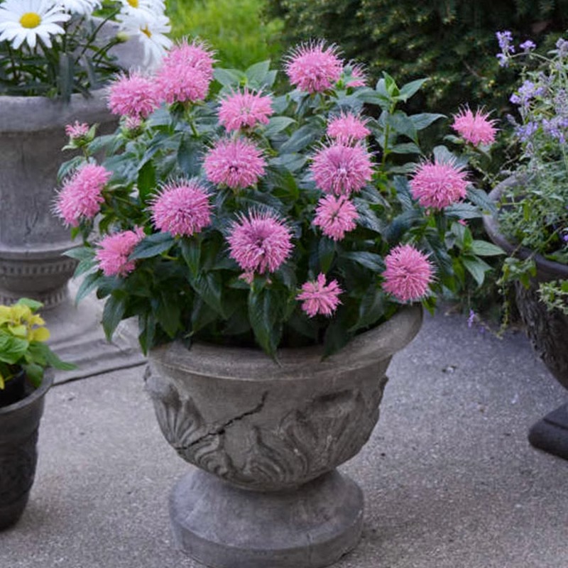 顶花美国薄荷种子四季播种开花蜂香膏庭院室内外耐寒花籽阳台盆栽