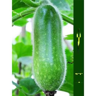 早熟小冬瓜种子毛冬瓜小节瓜迷你水果冬瓜子四季播高产蔬菜种孑籽