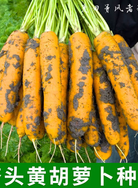 齐头黄胡萝卜种子胡萝卜籽水果萝卜种籽阳台盆栽四季秋季蔬菜种子