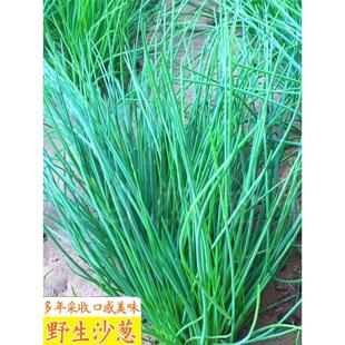 沙葱种子四季可种正品胡葱种耐寒耐旱耐高温四葱香葱阳台蔬菜种籽