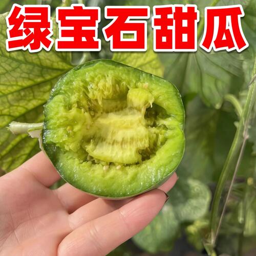 绿宝石甜瓜种子春季家庭