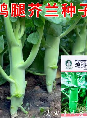 鸡腿芥蓝种子爽脆鲜嫩芥兰菜种籽春秋菜园种耐热耐寒农家庭院蔬菜