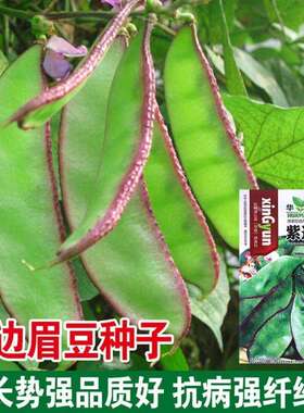 紫边眉豆种子大宽扁豆角