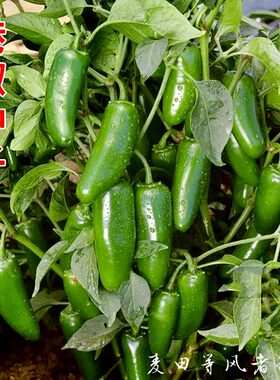 港椒种子一代杂交腌制泡椒鲜食子弹头小辣椒种籽农家阳台盆栽蔬菜