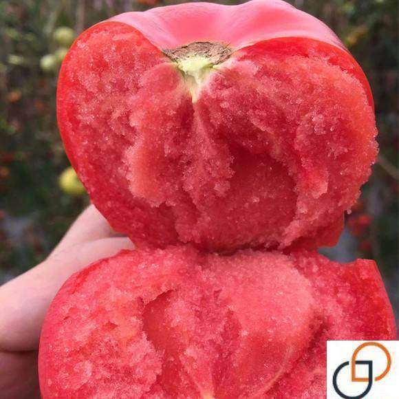 沙瓢大粉番茄种子 大番茄种子大粉西红柿 家庭庭院盆栽蔬菜 果大,农用物资,蔬菜种子/种苗,淘宝优惠券,粉丝福利购,淘宝优惠卷